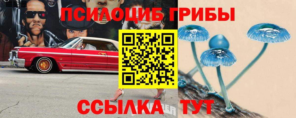 Псилоцибиновые грибы Psilocybe Камень-на-Оби